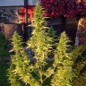 Семена ганжа Orange Bud feminised Ganja Seeds Семена ганжа Orange Bud feminised Ganja Seeds