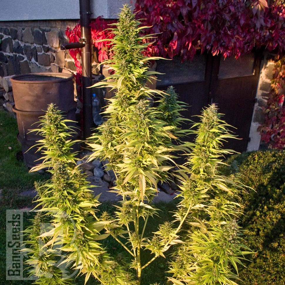 Семена ганжа Orange Bud feminised Ganja Seeds Семена ганжа Orange Bud feminised Ganja Seeds