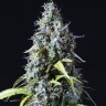 Семена Auto Haze feminised Ganja Seeds Семена Auto Haze feminised Ganja Seeds