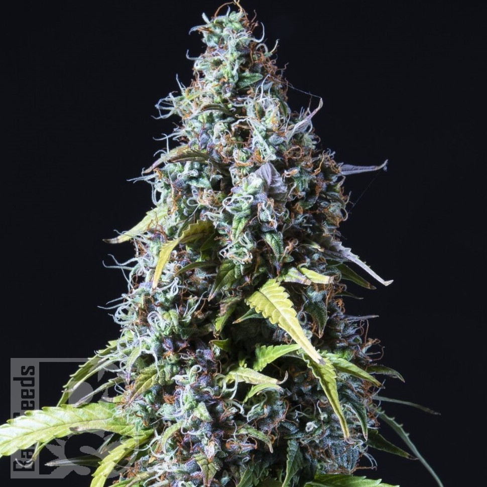 Семена Auto Haze feminised Ganja Seeds