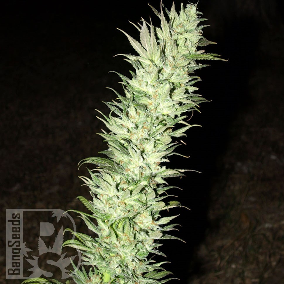 Семена Auto Haze feminised Ganja Seeds Семена Auto Haze feminised Ganja Seeds