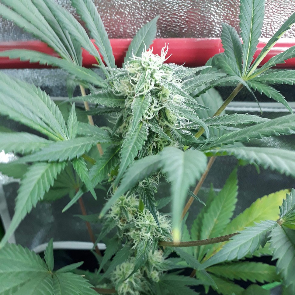 купить семена конопли Black Domina feminised купить семена конопли Black Domina feminised