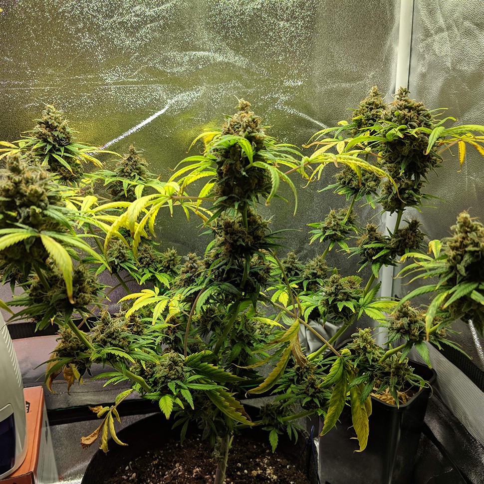 купить семена конопли дешево Black Domina feminised купить семена конопли дешево Black Domina feminised