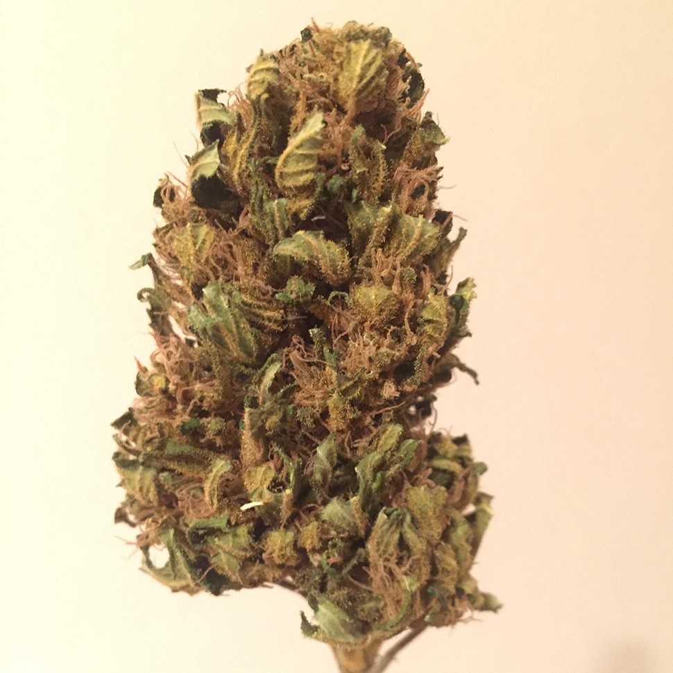 купить семена конопли для выращивания Black Domina feminised купить семена конопли для выращивания Black Domina feminised