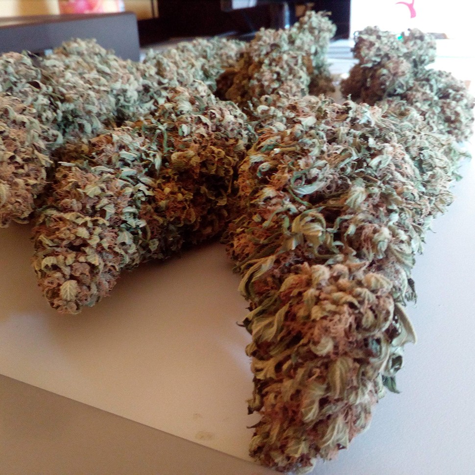 Семена Black Domina feminised Ganja Seeds