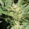 купить семена конопли тутанхамон Black Domina feminised купить семена конопли тутанхамон Black Domina feminised