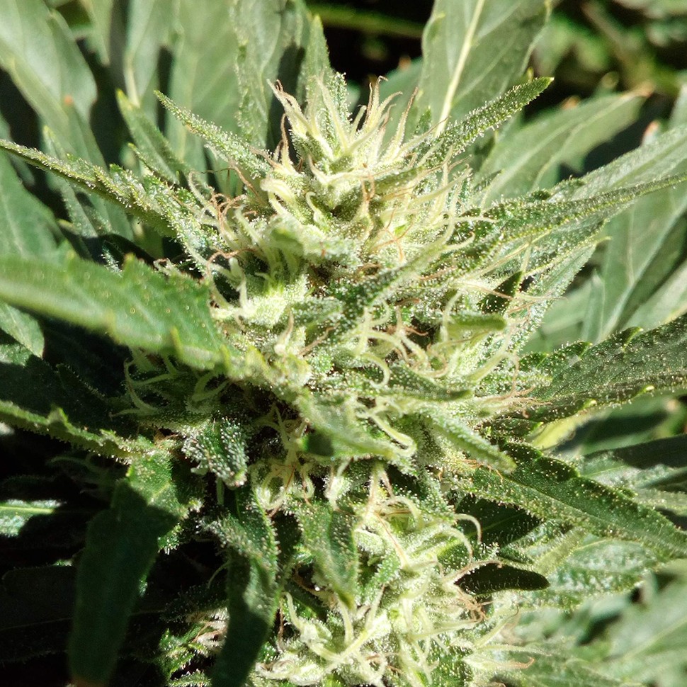 купить семена конопли тутанхамон Black Domina feminised купить семена конопли тутанхамон Black Domina feminised