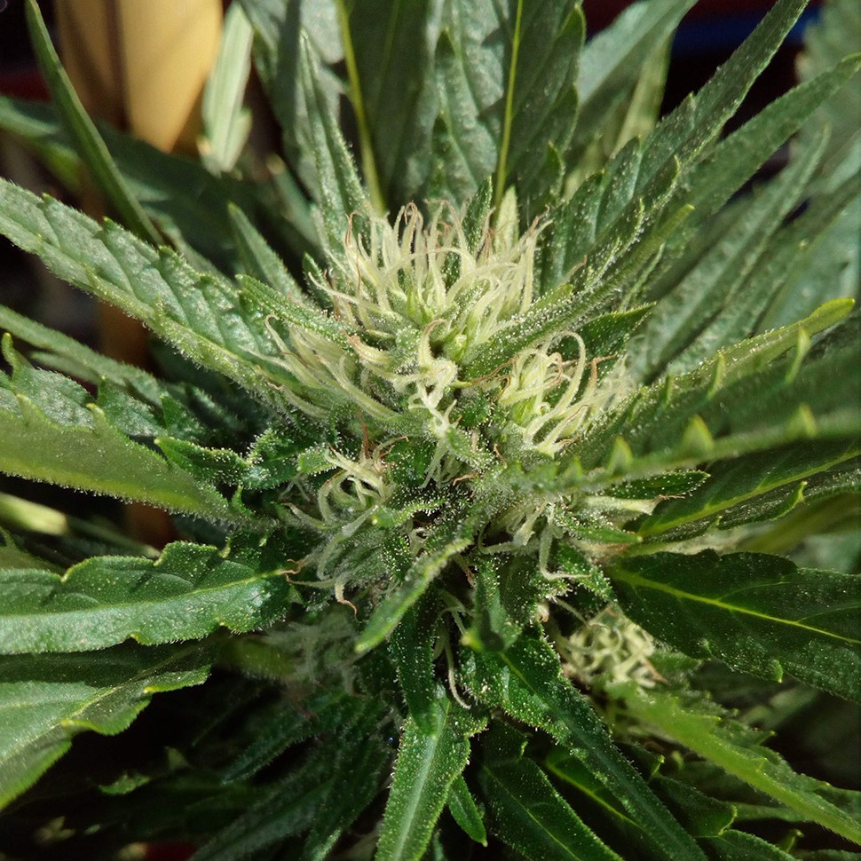 купить семена конопли для курения Black Domina feminised купить семена конопли для курения Black Domina feminised