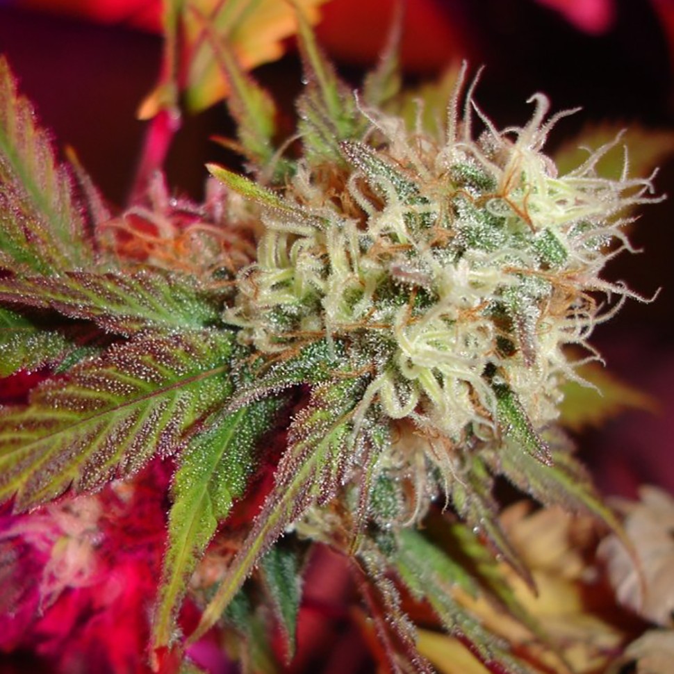 купить семена конопли марихуаны Black Domina fem купить семена конопли марихуаны Black Domina fem