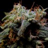 купить семена конопли для выращивания Black Domina fem купить семена конопли для выращивания Black Domina fem
