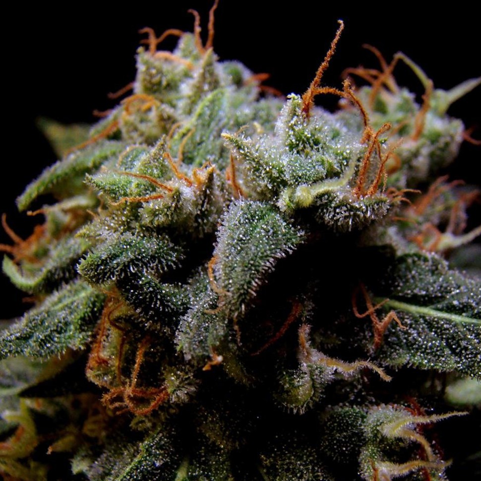 купить семена конопли для выращивания Black Domina fem купить семена конопли для выращивания Black Domina fem