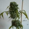заказ семян конопли Алма-Ата Kali Mist regular Ganja Seeds заказ семян конопли Алма-Ата Kali Mist regular Ganja Seeds