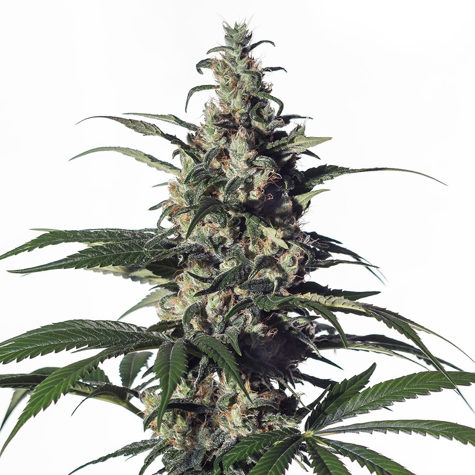 Семена Chronic feminised Green Silk Road Seeds