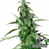 заказать семена конопли почтой Chronic feminised заказать семена конопли почтой Chronic feminised