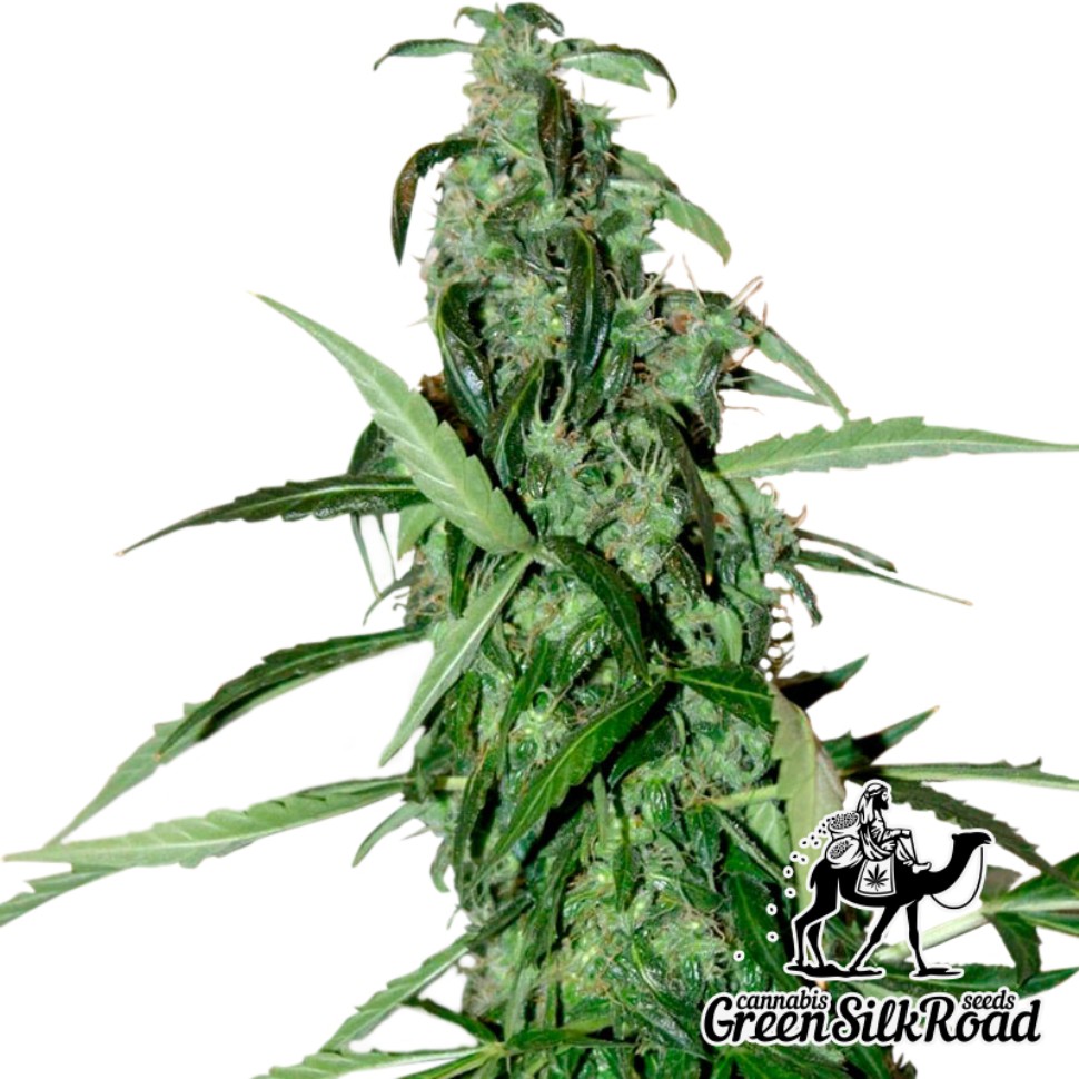 заказать семена конопли почтой Chronic feminised заказать семена конопли почтой Chronic feminised