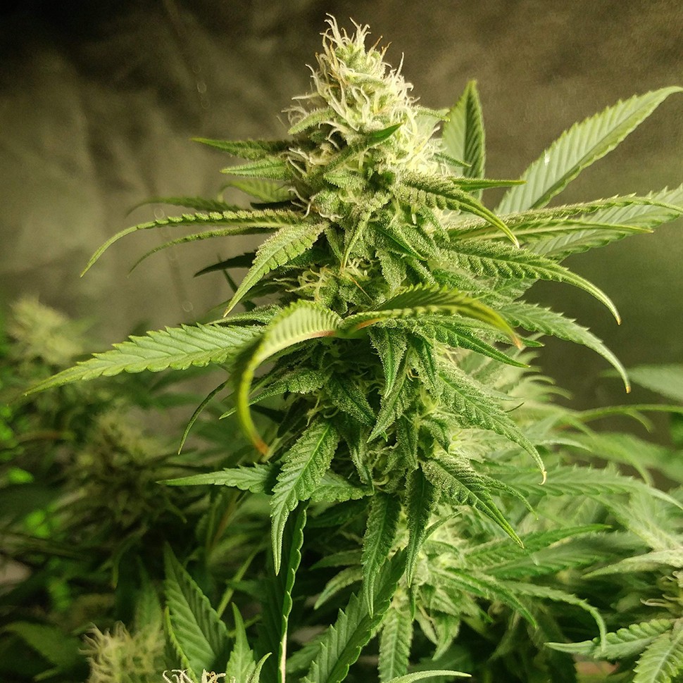 Семена марихуаны  Auto Original Limonade Skunk feminised Victory Seeds