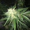 безопасная покупка семян конопли Auto Critical XXL feminised Ganja Seeds безопасная покупка семян конопли Auto Critical XXL feminised Ganja Seeds
