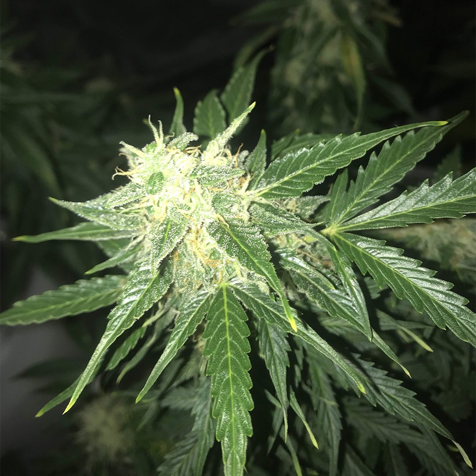 безопасная покупка семян конопли Auto Critical XXL feminised Ganja Seeds безопасная покупка семян конопли Auto Critical XXL feminised Ganja Seeds
