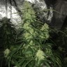 семена конопли Auto Critical XXL feminised Ganja Seeds семена конопли Auto Critical XXL feminised Ganja Seeds