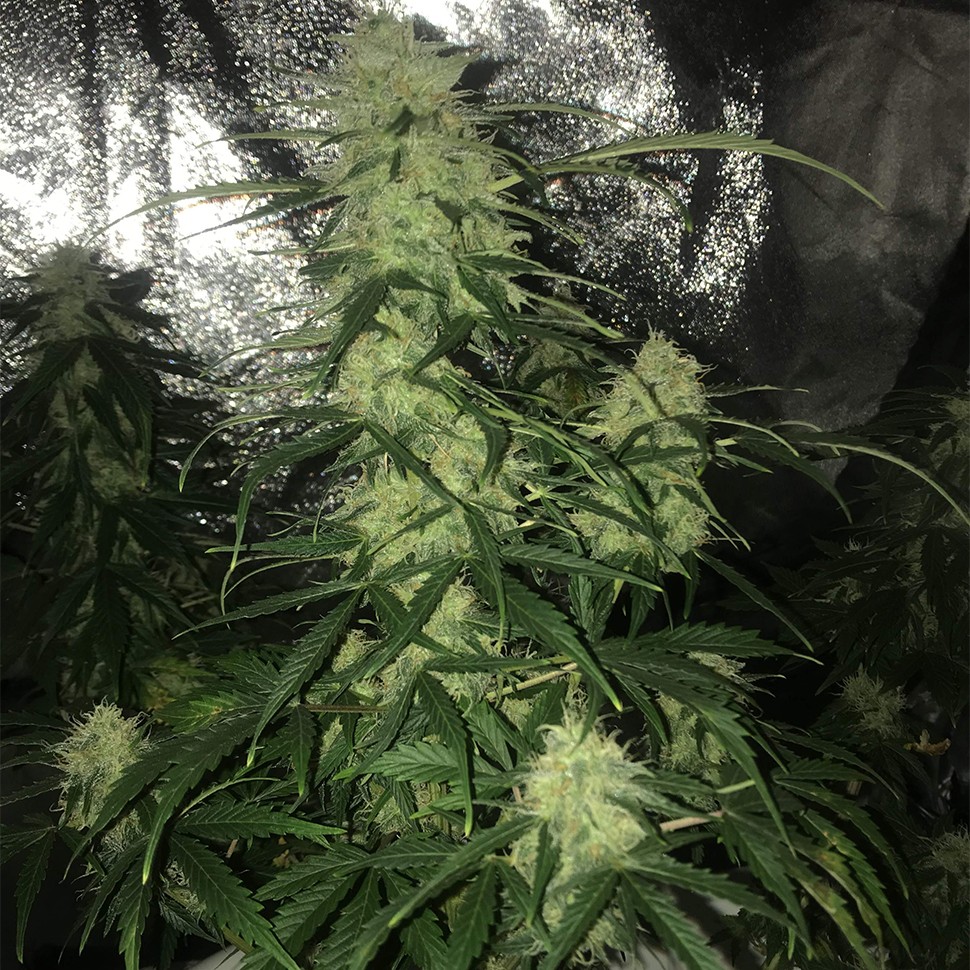 Семена ганжа Auto Critical XXL feminised Ganja Seeds