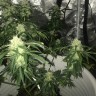 купить в Казахстане семена конопли Auto Critical XXL feminised Ganja Seeds купить в Казахстане семена конопли Auto Critical XXL feminised Ganja Seeds