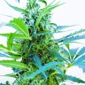 Семена марихуаны Auto Blue Kush feminised Ganja Seeds Семена марихуаны Auto Blue Kush feminised Ganja Seeds