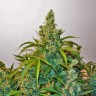 Семена конопли Auto Blue Kush feminised Ganja Seeds Семена конопли Auto Blue Kush feminised Ganja Seeds