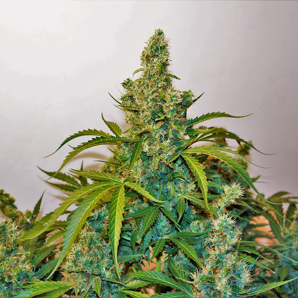 Семена конопли Auto Blue Kush feminised Ganja Seeds Семена конопли Auto Blue Kush feminised Ganja Seeds