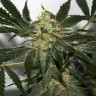 Семена конопли Black Domina x Early Skunk feminised Ganja Seeds Семена конопли Black Domina x Early Skunk feminised Ganja Seeds