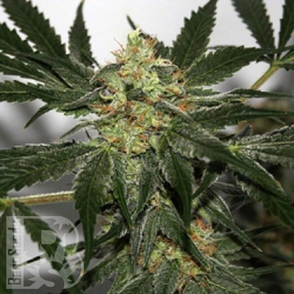 Семена конопли Black Domina x Early Skunk feminised Ganja Seeds