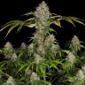 Семена конопли Black Domina x Early Skunk feminised Ganja Seeds Семена конопли Black Domina x Early Skunk feminised Ganja Seeds