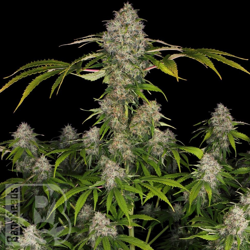 Семена конопли Black Domina x Early Skunk feminised Ganja Seeds Семена конопли Black Domina x Early Skunk feminised Ganja Seeds