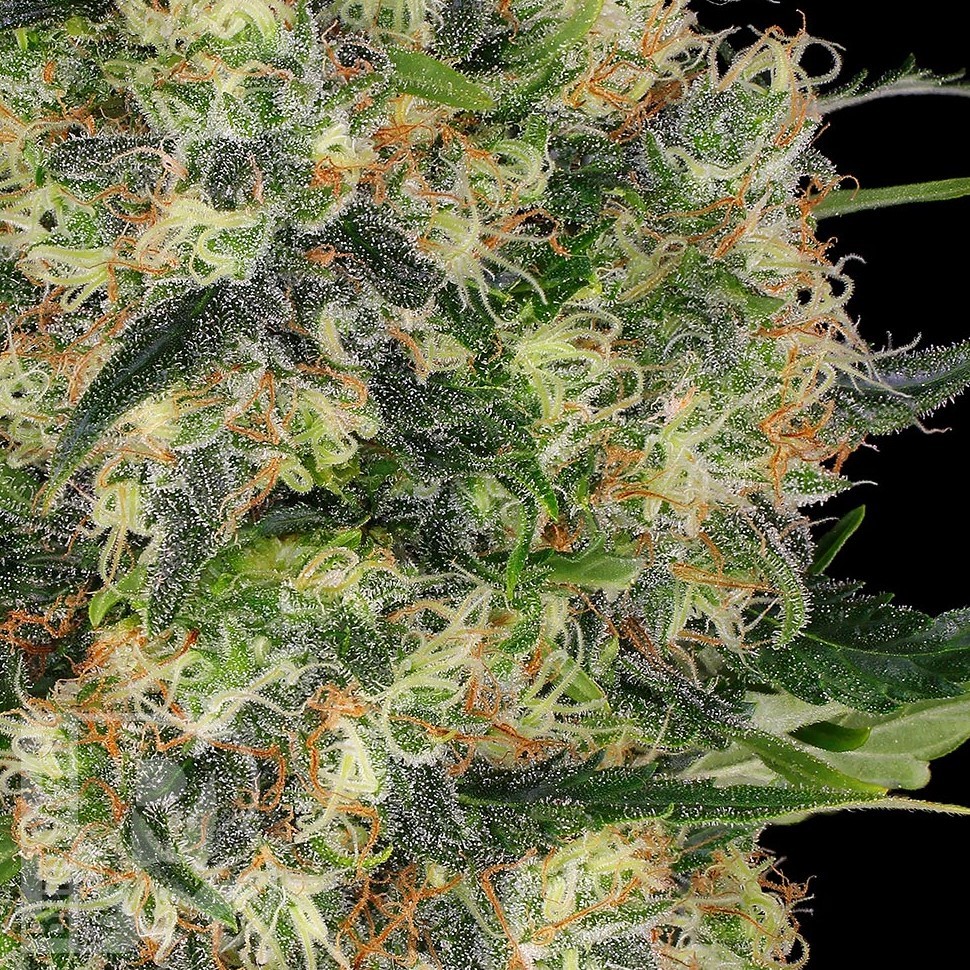 Семена конопли Black Domina x Early Skunk feminised Ganja Seeds Семена конопли Black Domina x Early Skunk feminised Ganja Seeds