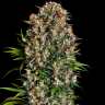 Семена конопли Black Domina x Early Skunk feminised Ganja Seeds Семена конопли Black Domina x Early Skunk feminised Ganja Seeds