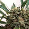 Семена марихуаны Original Skunk #1 feminised Ganja Seeds Семена марихуаны Original Skunk #1 feminised Ganja Seeds
