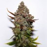 Семена марихуаны Original Skunk #1 feminised Ganja Seeds Семена марихуаны Original Skunk #1 feminised Ganja Seeds