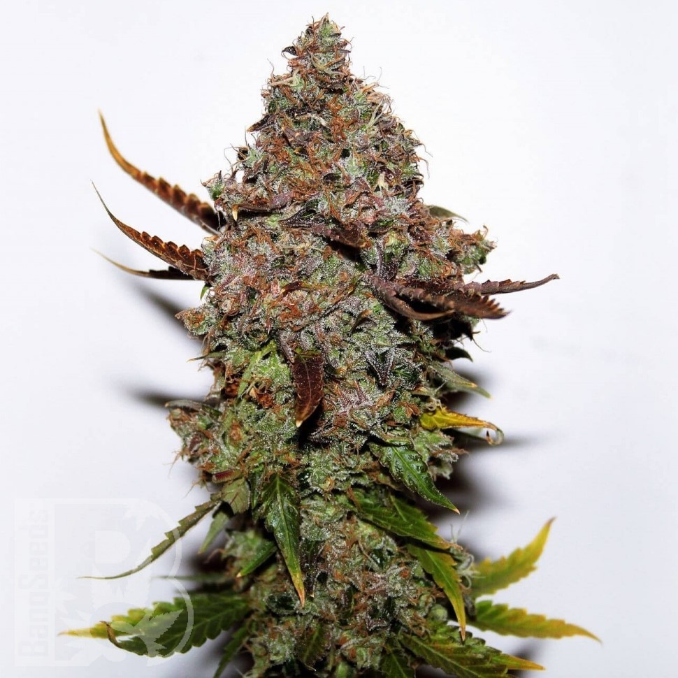 Семена марихуаны Original Skunk #1 feminised Ganja Seeds Семена марихуаны Original Skunk #1 feminised Ganja Seeds