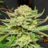 Семена марихуаны Original Skunk #1 feminised Ganja Seeds Семена марихуаны Original Skunk #1 feminised Ganja Seeds