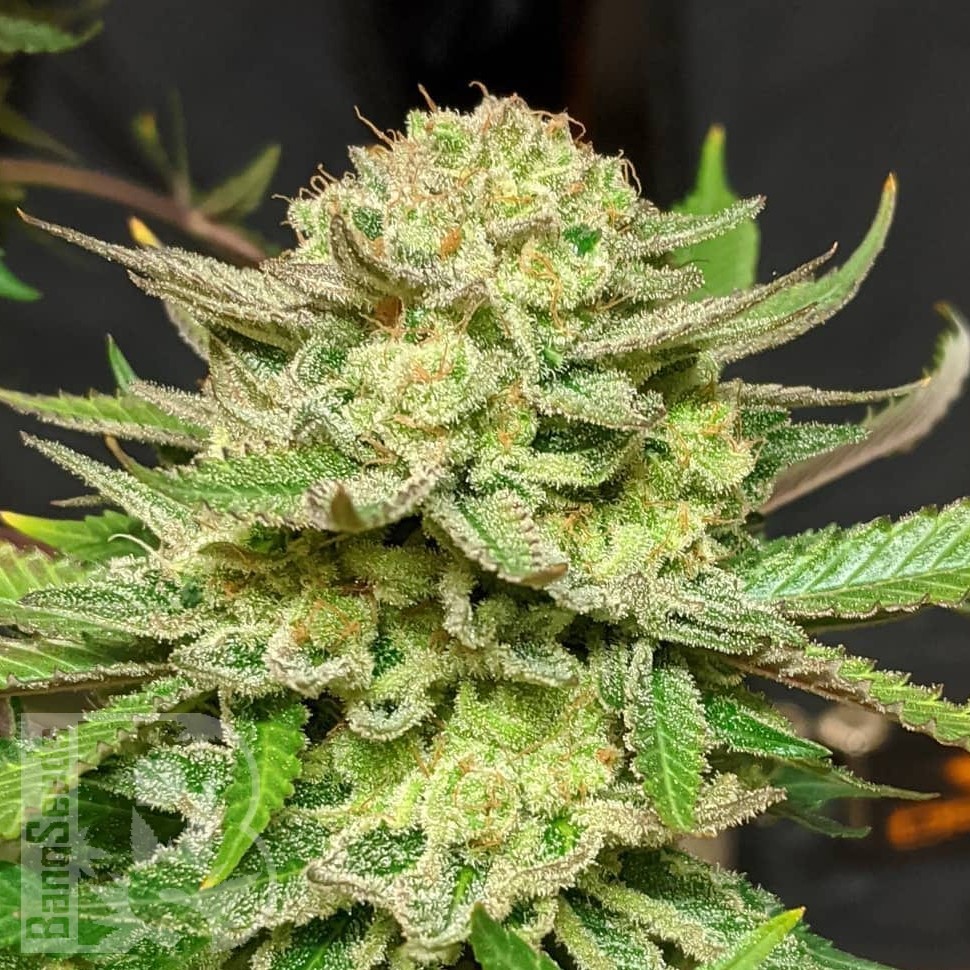 Семена марихуаны Original Skunk #1 feminised Ganja Seeds Семена марихуаны Original Skunk #1 feminised Ganja Seeds