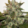 Семена марихуаны Original Skunk #1 feminised Ganja Seeds Семена марихуаны Original Skunk #1 feminised Ganja Seeds
