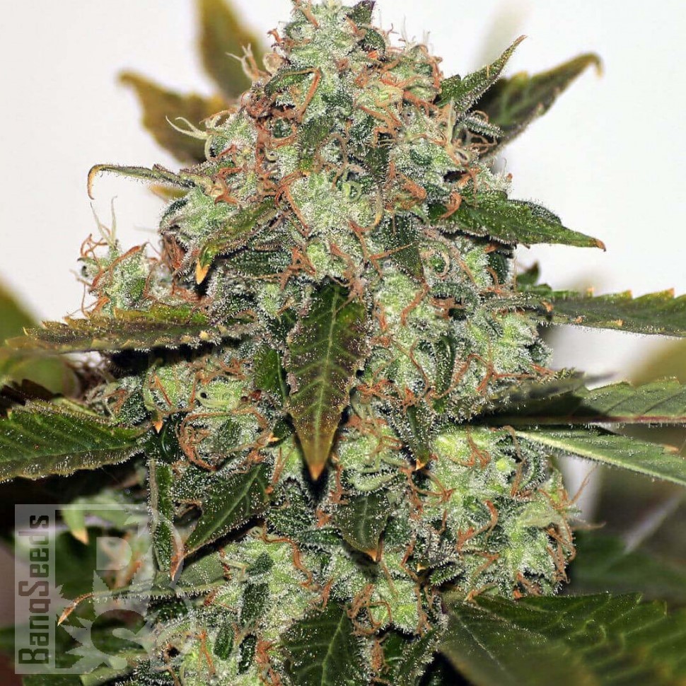 Семена марихуаны Original Skunk #1 feminised Ganja Seeds Семена марихуаны Original Skunk #1 feminised Ganja Seeds