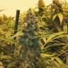 Семена марихуаны Original Skunk #1 feminised Ganja Seeds Семена марихуаны Original Skunk #1 feminised Ganja Seeds