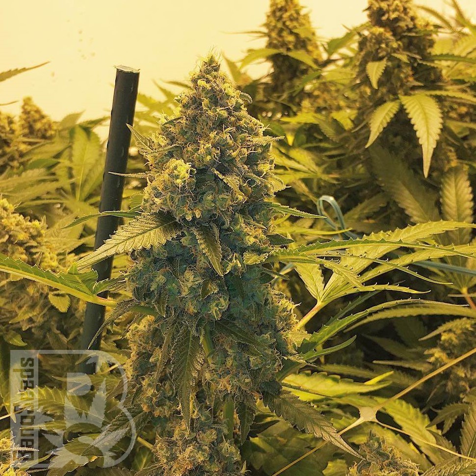 Семена марихуаны Original Skunk #1 feminised Ganja Seeds Семена марихуаны Original Skunk #1 feminised Ganja Seeds