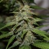 семена конопли с доставкой Auto Parmesan feminised Victory Seeds семена конопли с доставкой Auto Parmesan feminised Victory Seeds