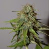 семена индийской конопли Auto Parmesan feminised Victory Seeds семена индийской конопли Auto Parmesan feminised Victory Seeds