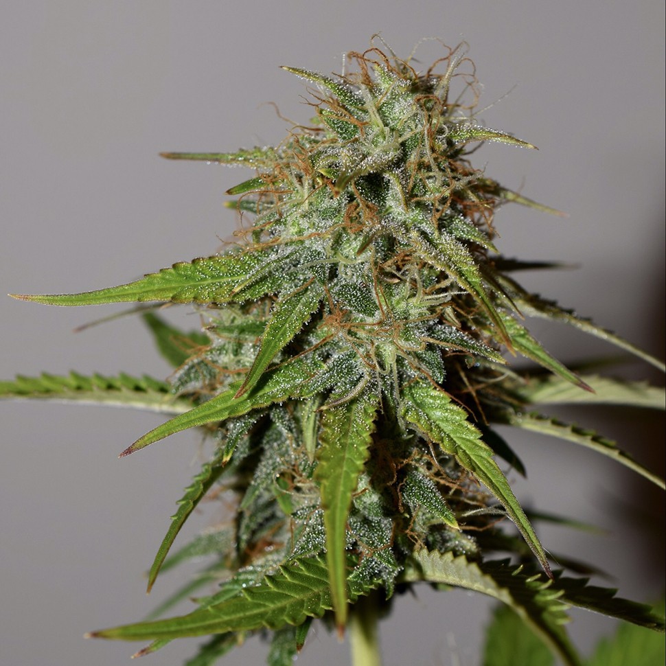 семена индийской конопли Auto Parmesan feminised Victory Seeds семена индийской конопли Auto Parmesan feminised Victory Seeds