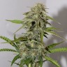мощные семена конопли Auto Parmesan feminised Victory Seeds мощные семена конопли Auto Parmesan feminised Victory Seeds
