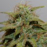 семена конопли автоцвет Auto Parmesan feminised Victory Seeds семена конопли автоцвет Auto Parmesan feminised Victory Seeds