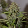 семена конопли Алматы Auto Parmesan feminised Victory Seeds семена конопли Алматы Auto Parmesan feminised Victory Seeds