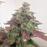 Семена марихуаны Auto Caramella feminised Ganja Seeds Семена марихуаны Auto Caramella feminised Ganja Seeds